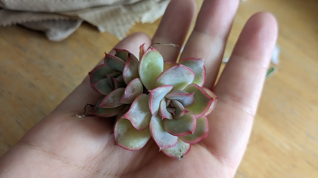 Succulentes Québec | 388 QC-116, Cleveland, QC J0B 2H0, Canada | Phone: (819) 238-1695