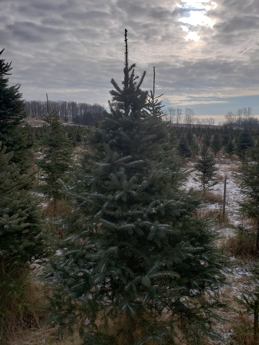 Barretts Christmas Tree Farm | 3141 Williamson Rd, Cobourg, ON K9A 4J7, Canada | Phone: (905) 342-2622