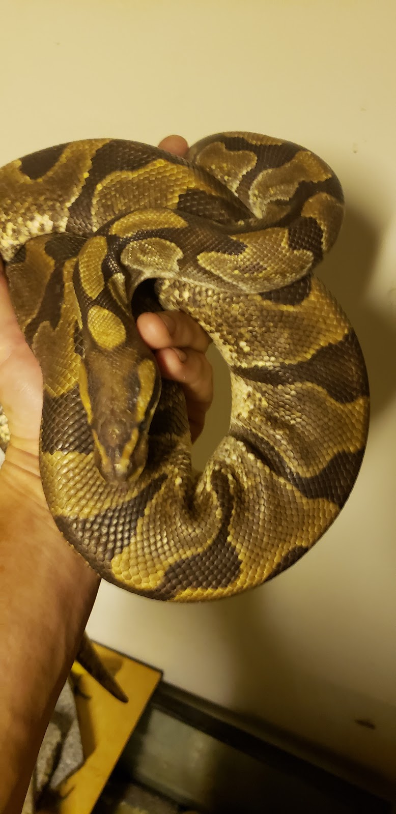 Jungle Hut Exotics pets and supply | 266 Hamilton Rd, London, ON N5Z 1R3, Canada | Phone: (519) 494-9607