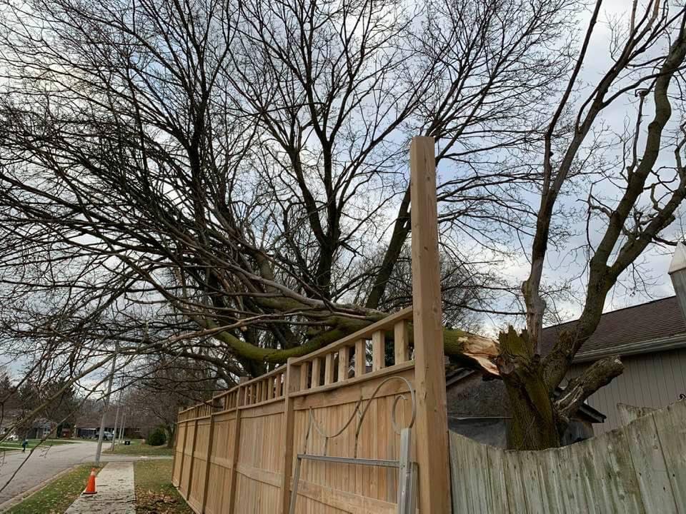 A - 1 Year Round Tree Service | 15 Dunsmere Dr, Kitchener, ON N2E 2H6, Canada | Phone: (226) 339-8301