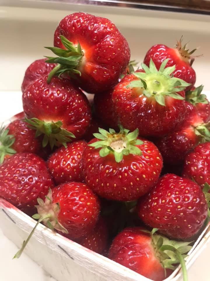 W.E.E. Pick U Pick Strawberries | 1243 Pereau Rd, Canning, NS B0P 1H0, Canada | Phone: (902) 679-9621