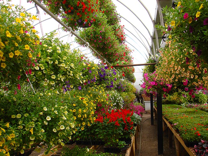 Little Village Garden Centre | Adams Rd, Trenton, ON K8V 5P4, Canada | Phone: (613) 392-4504