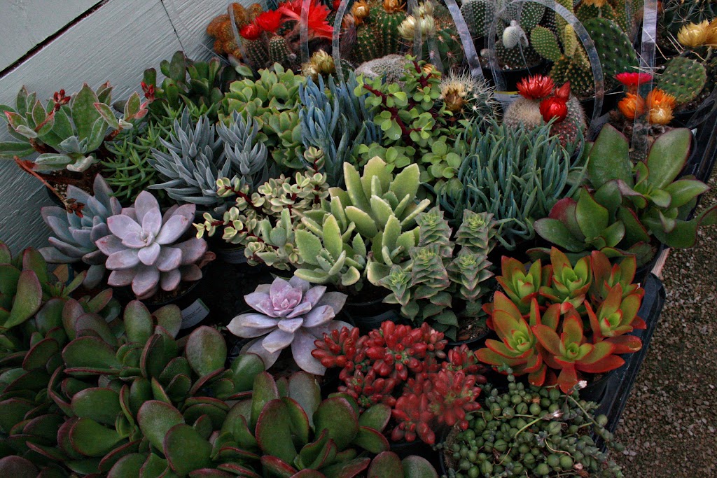Golden Plains Greenhouse | 43 Hochstadt Dr, Kleefeld, MB R0A 0V0, Canada | Phone: (204) 377-4480