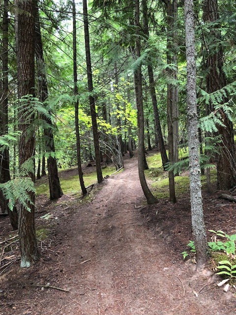 Tall Tree Standing | 2098 Eagle Bay Rd, Blind Bay, BC V0E 1H1, Canada | Phone: (604) 250-8007