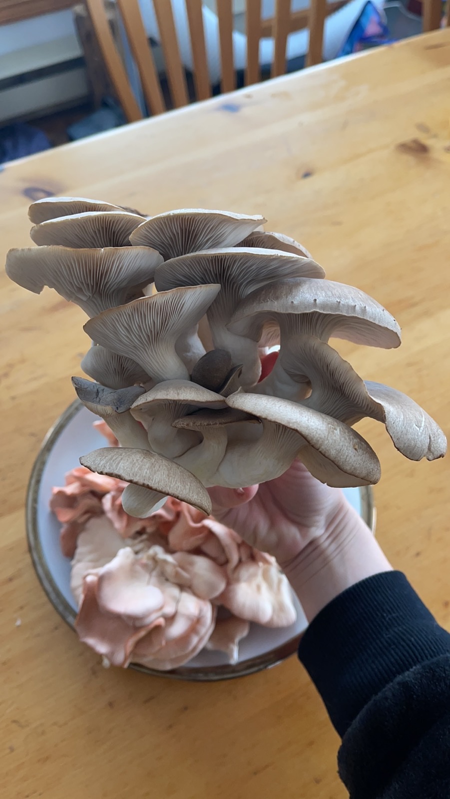 Gourmet Mushrooms Paisley | 3506 Bruce County Rd 3, Paisley, ON N0G 2N0, Canada | Phone: (519) 386-6557