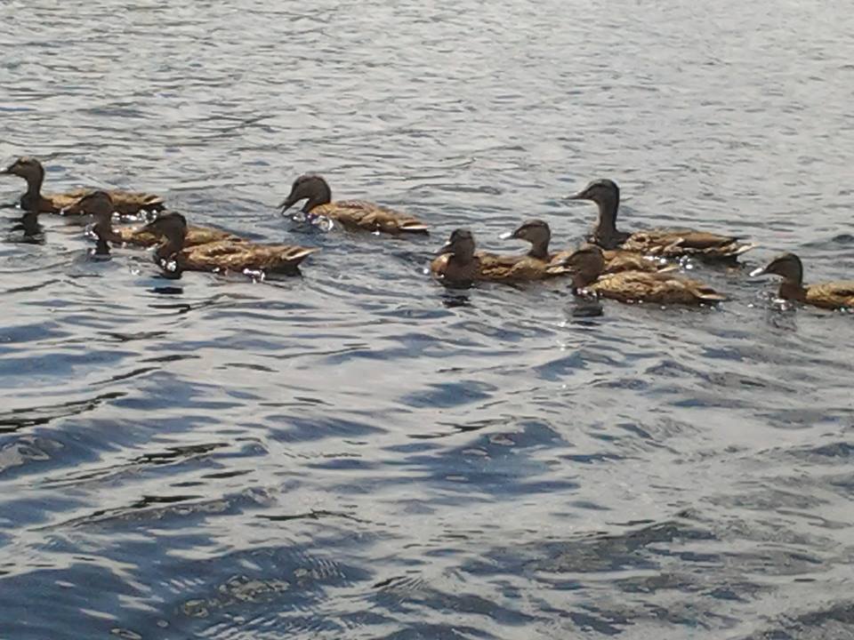 Chez Mina Lakefront Cottages | 661 Rue Amherst, Amherst, QC J0T 2T0, Canada | Phone: (514) 531-8298