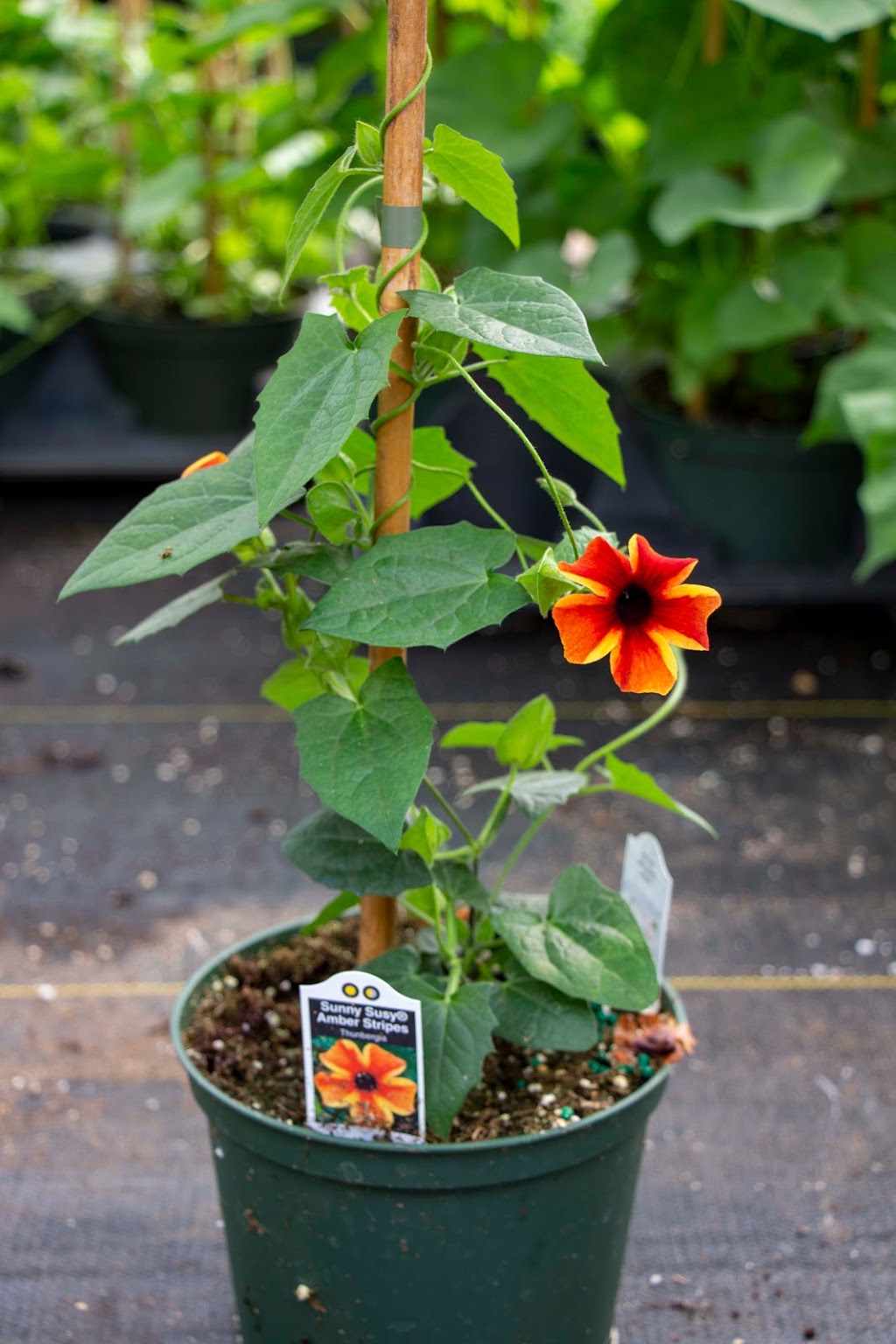 Northern Flora Garden Centre & Chemical Free Weed Control | 5112 49a St, Barrhead, AB T7N 1A4, Canada | Phone: (780) 674-8844