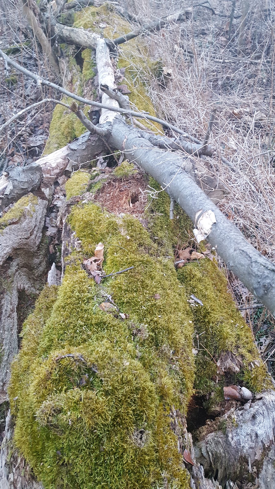 Windy Hollow | 3271 South Millway, Mississauga, ON L5L 3P6, Canada | Phone: (800) 414-5492