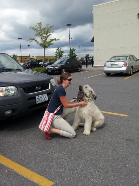 Dogs in Harmony Training & Education | 58 Crampton Dr, Carleton Place, ON K7C 4P7, Canada | Phone: (613) 851-7129