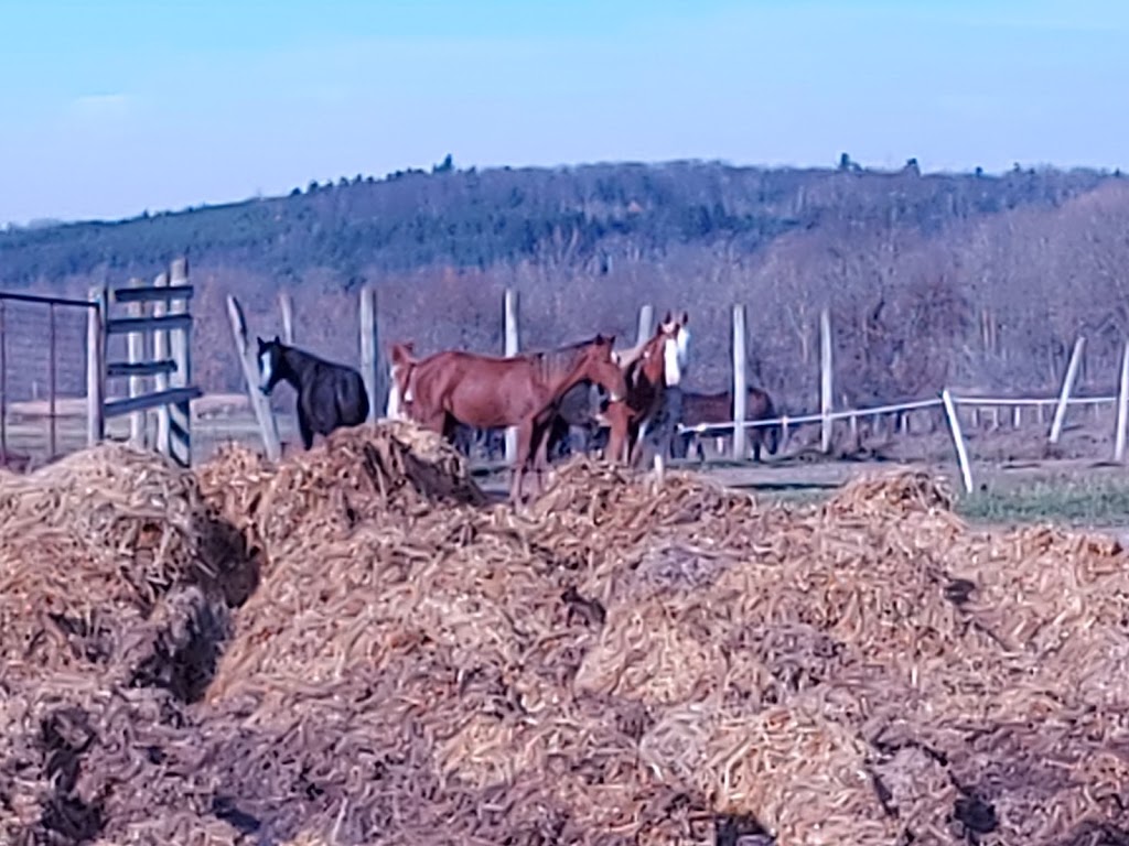 Butler Show Horses | 4981 10 Line N, Coldwater, ON L0K 1E0, Canada | Phone: (705) 835-3307