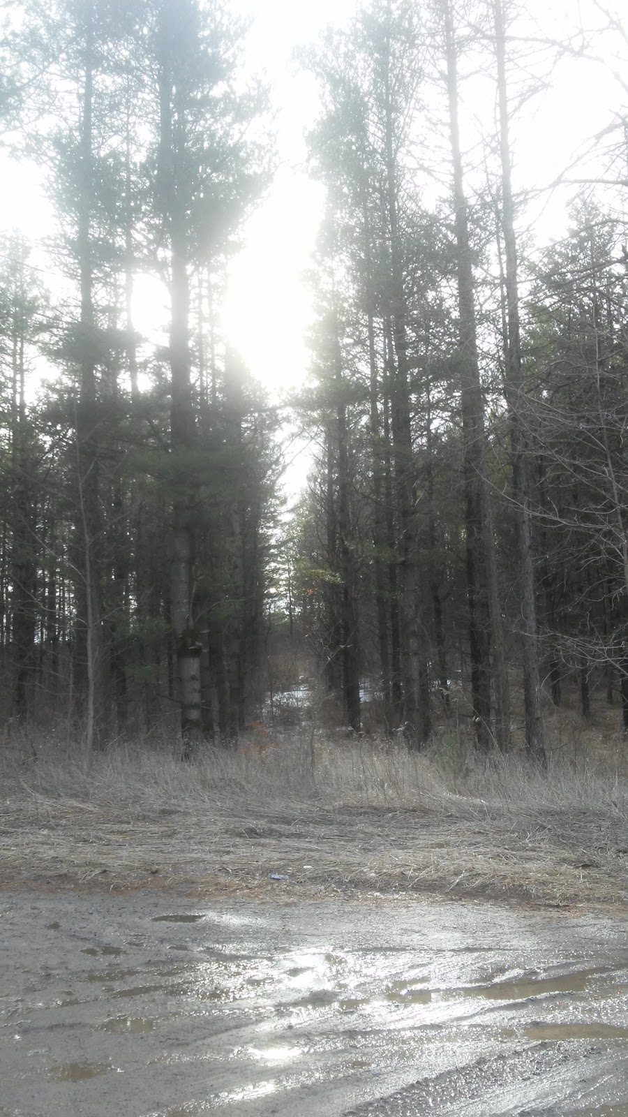Ganaraska Forest | Clarington, ON L0B, Canada | Phone: (905) 885-8173