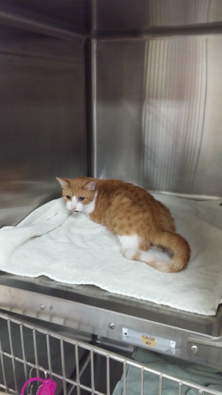 Simcoe Rossland Animal Hospital | 58 Rossland Rd W, Oshawa, ON L1G 2V5, Canada | Phone: (905) 571-7333
