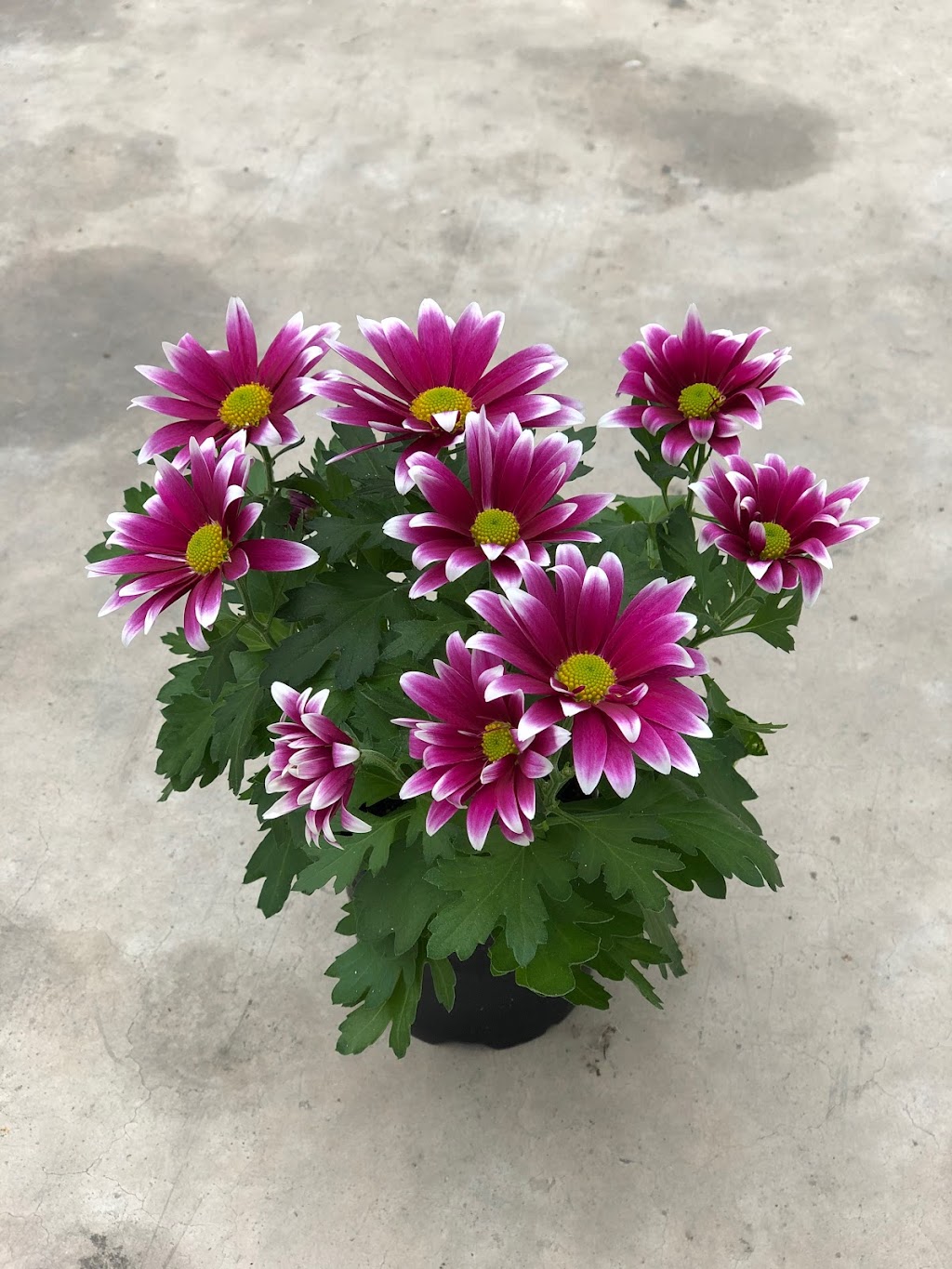 Westland Greenhouse (Jordan) Ltd | 4428 15th St, Jordan Harbour, ON L0R 1S0, Canada | Phone: (905) 562-7022