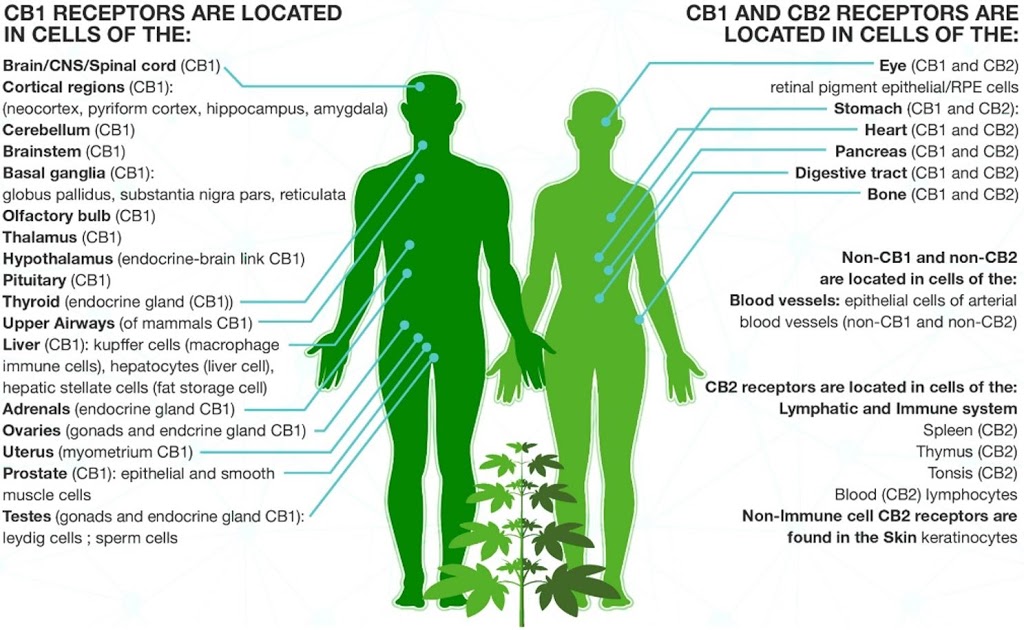 MyCannabis | 661 University Avenue, Suite 1300 Unit 1397 (MaRS Centre, West Tower, Toronto, ON M5G 0B7, Canada | Phone: (289) 316-1363 ext. 207