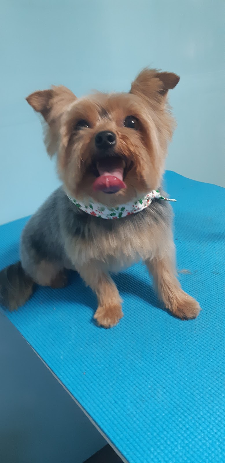 Spiffy Pups Pet Grooming | 431 Bruce St, Hepworth, ON N0H 1P0, Canada | Phone: (647) 457-7061