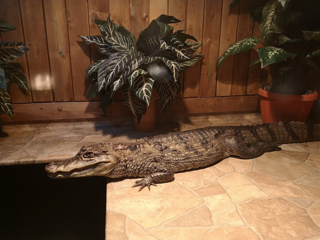 Monsieur Reptile | 165 Boulevard Ste Madeleine suite 6A, Trois-Rivières, QC G8T 3L7, Canada | Phone: (819) 909-6080