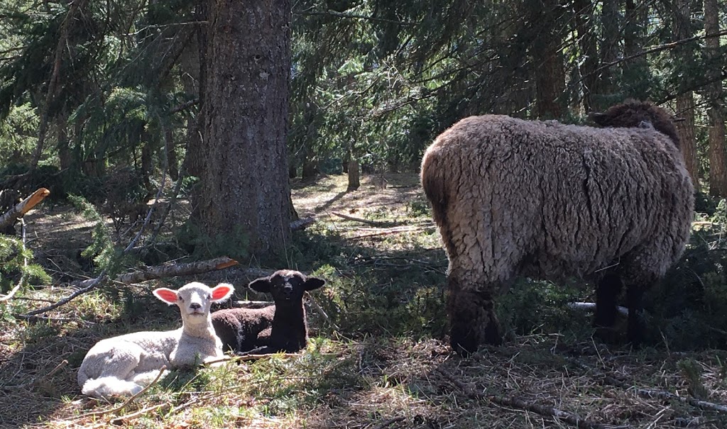Disdero Ranch | 1235 Tappen Notch Hill Rd, Tappen, BC V0E 2X3, Canada | Phone: (604) 219-8601