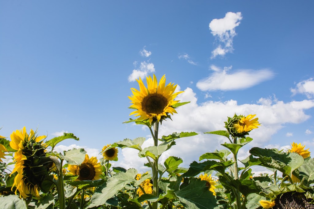 Bowden SunMaze | 34530 Range Rd 14, Bowden, AB T0M 0K0, Canada | Phone: (403) 224-3995