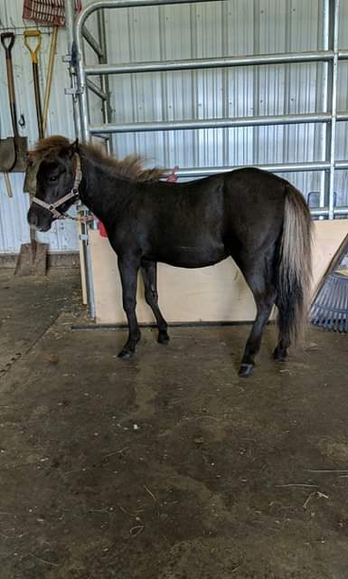 Les minis chevaux du Roy | 663 Chem. Bissell, Stanstead, QC J0B 3E0, Canada | Phone: (514) 220-7722