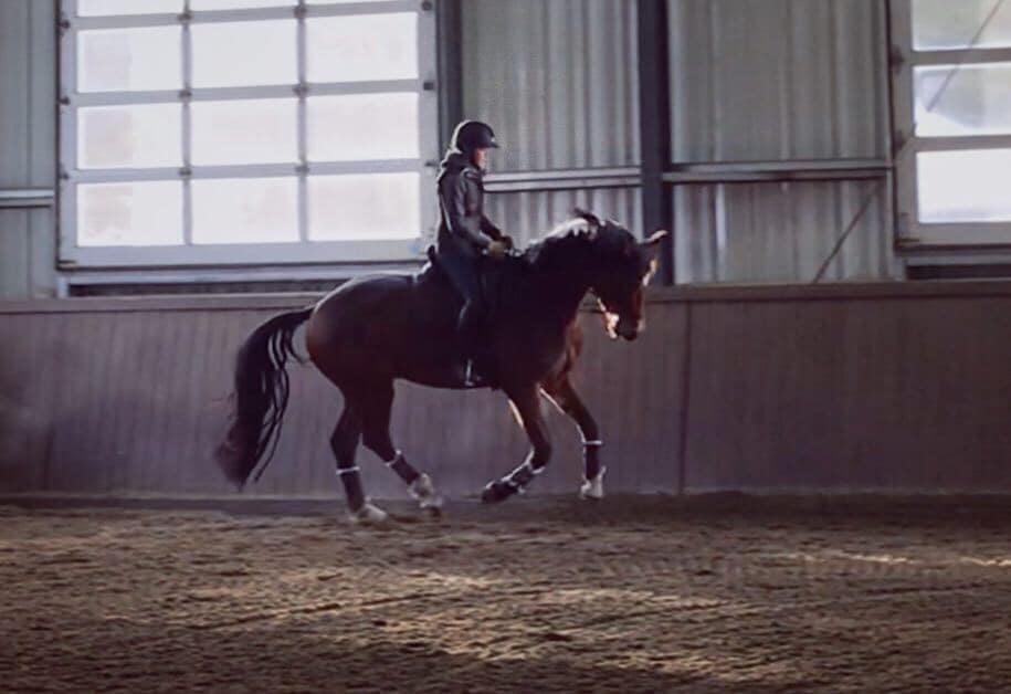 Candor Equestrian | 41449 Government Rd #12, Squamish, BC V8B 0G4, Canada | Phone: (604) 848-5911