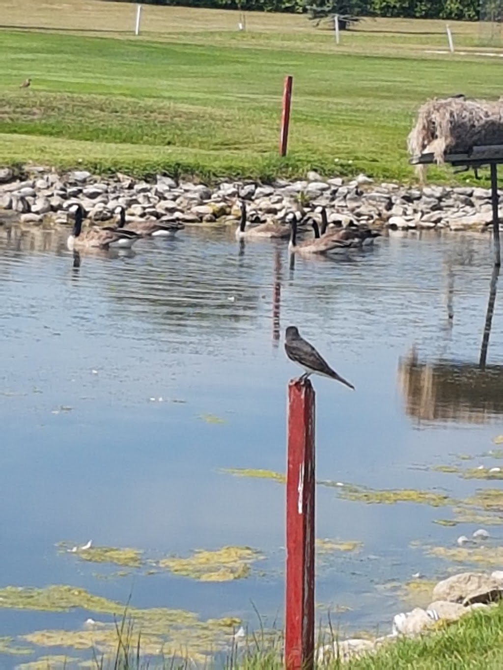 Roland Golf Club | NE 17-5 4W, Roland, MB R0G 1T0, Canada | Phone: (204) 343-2409