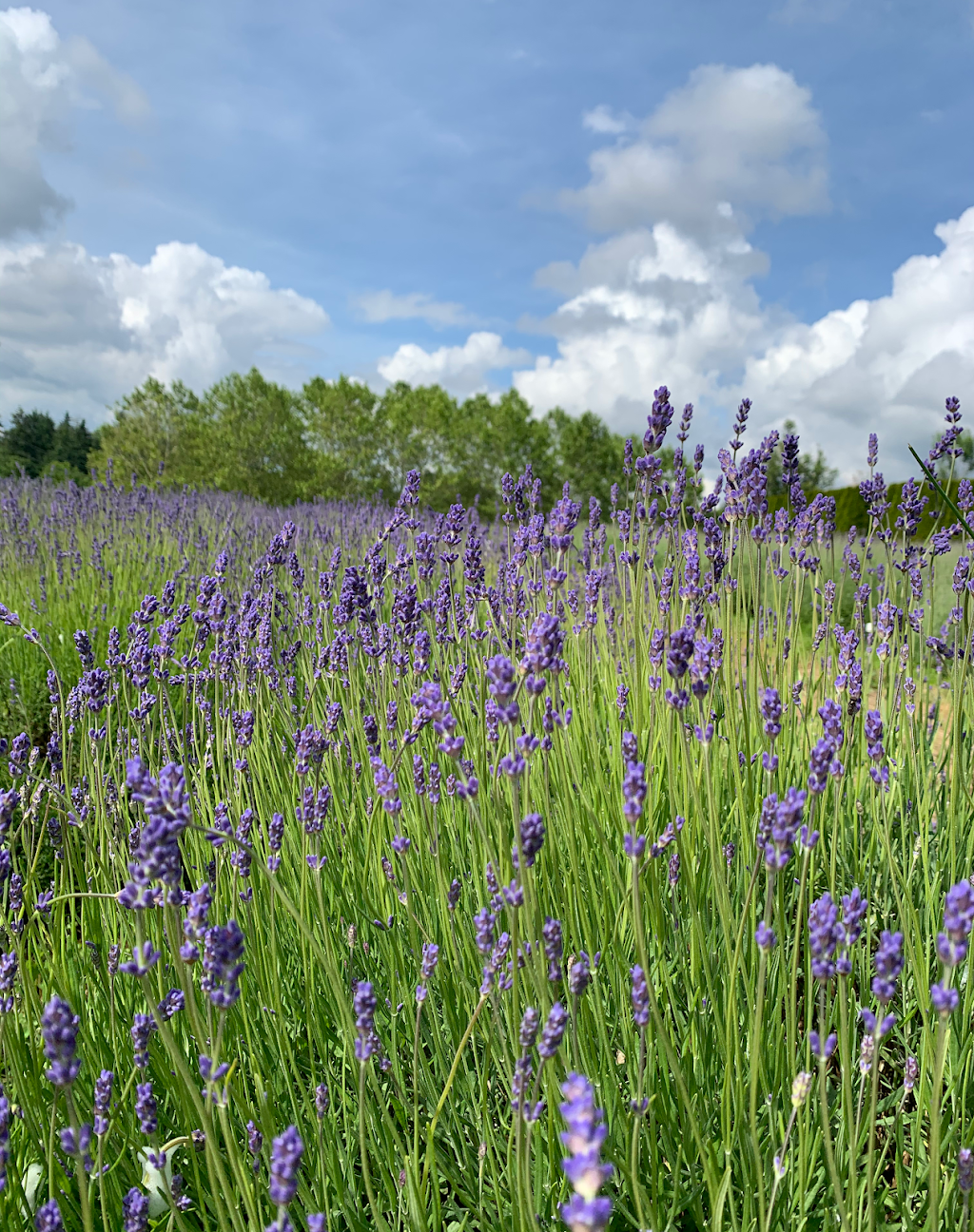 Full Bloom Lavender Farm | 2926 248 St, Langley City, BC V4W 2R2, Canada | Phone: (778) 955-5871