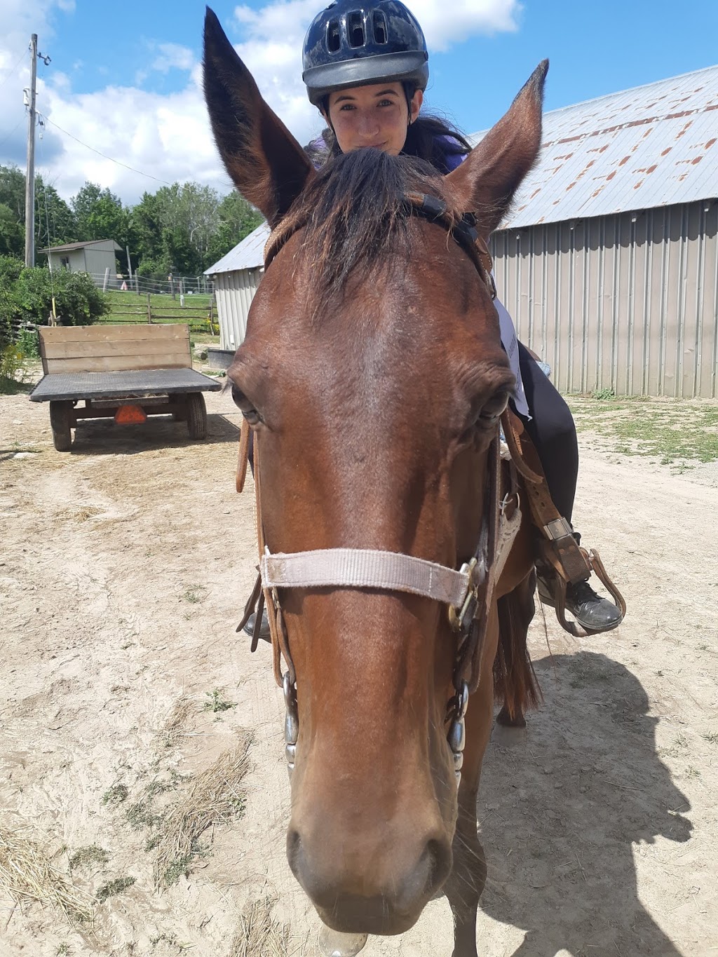 Rocky Ridge Ranch | 10486 2K0, Fifth Line Nassagaweya, Rockwood, ON L9T 2X7, Canada | Phone: (905) 854-2584