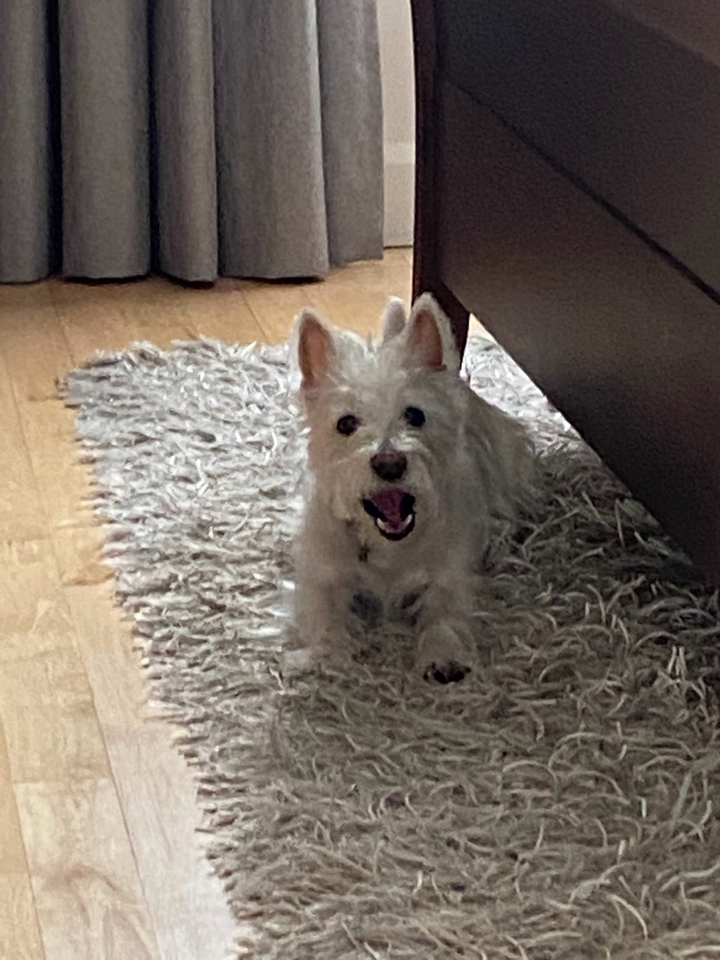 Tonte Passion Westie petit chien Westie | 9924 Rue de la Camomille, Québec, QC G2B 0P5, Canada | Phone: (581) 982-3615
