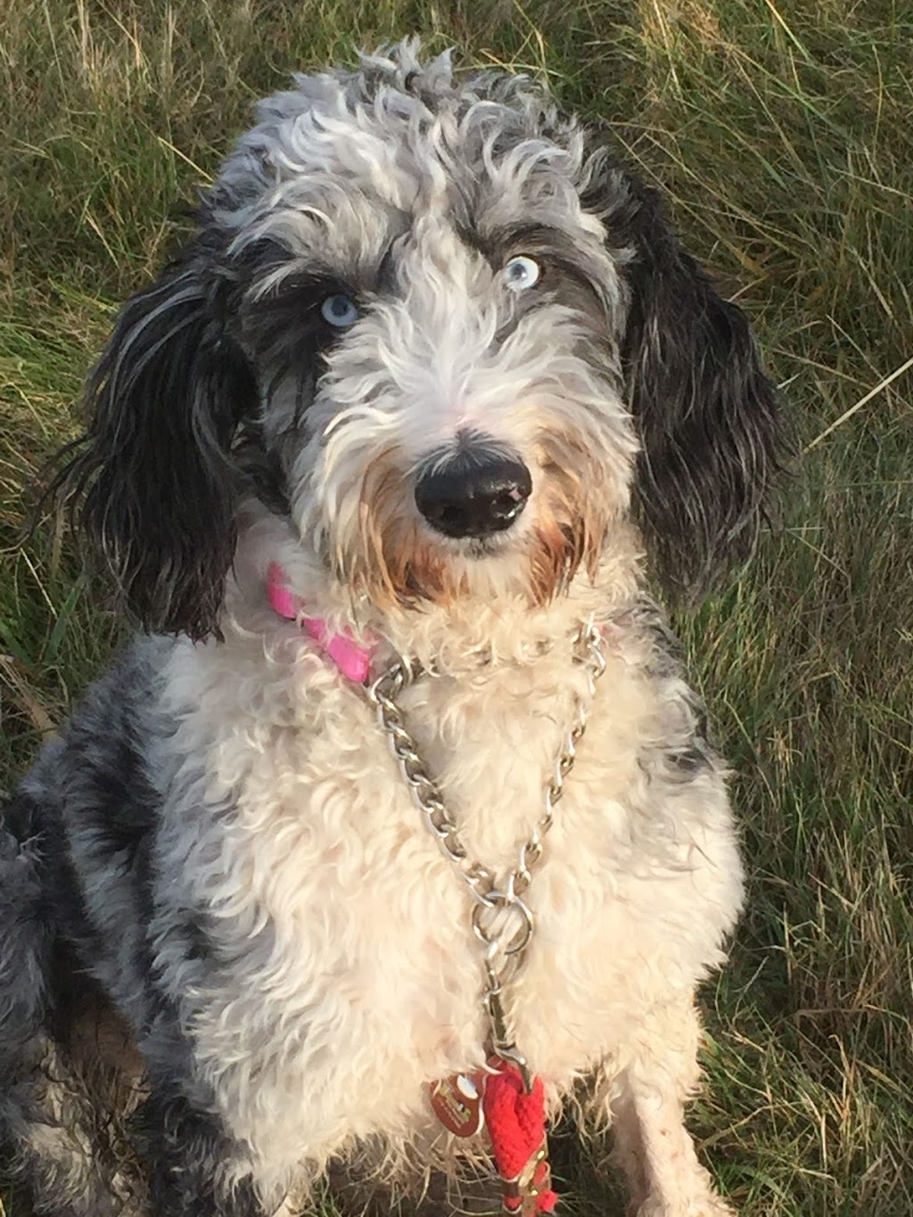 Dog Trainers on Demand | 10083 243 St, Maple Ridge, BC V2W 1X3, Canada | Phone: (604) 256-7865