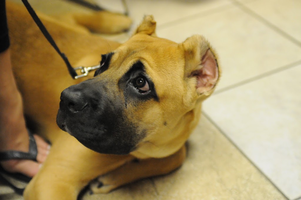 PAWS-ITIVE PUPPIES | 670 Taunton Rd W, Oshawa, ON L1H 7K4, Canada | Phone: (905) 430-3647