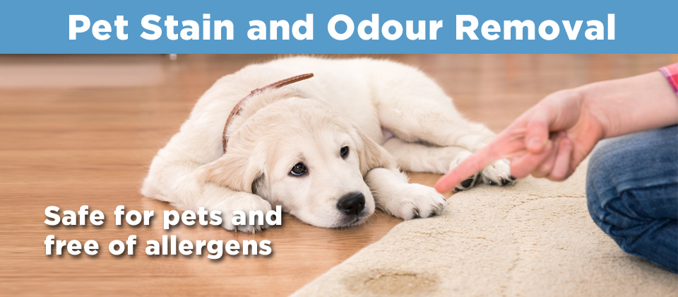 Sparkling Clean Carpets | 1334 Cannon St E, Hamilton, ON L8H 1V8, Canada | Phone: (905) 549-9994