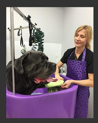 Puppy Cuts & Care | 380 Tower Hill Rd #15, Richmond Hill, ON L4E 0T8, Canada | Phone: (905) 237-8873