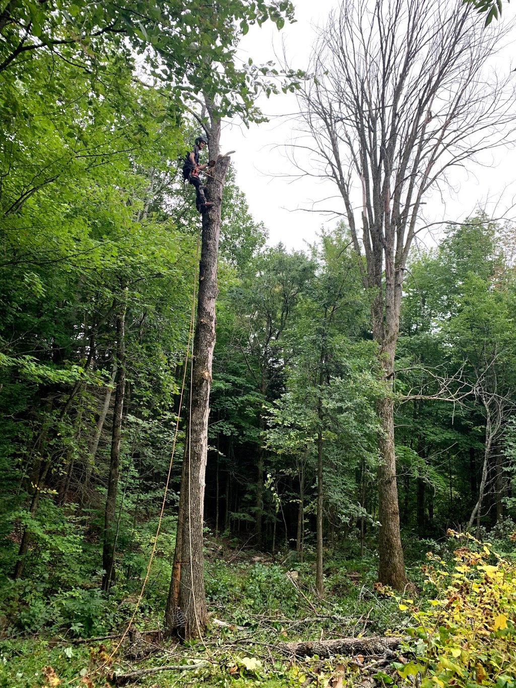 Abattage et Émondage Timber | 1206 QC-323, Namur, QC J0V 1N0, Canada | Phone: (514) 776-8423