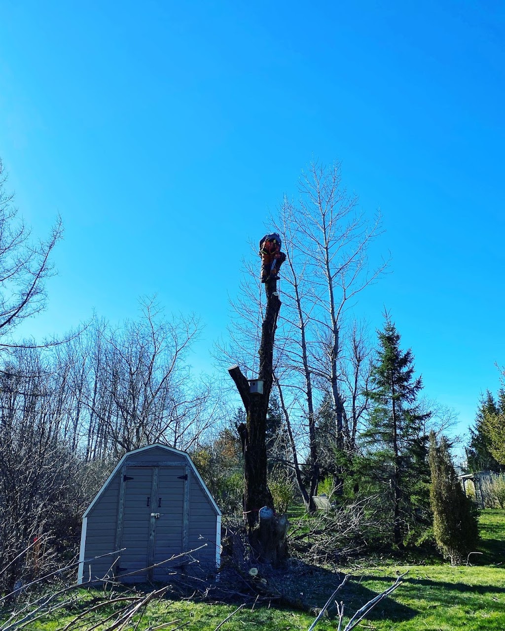 Aspotogan Tree Service | 345 Clayton Dr, Hubbards, NS B0J 1T0, Canada | Phone: (902) 212-2923