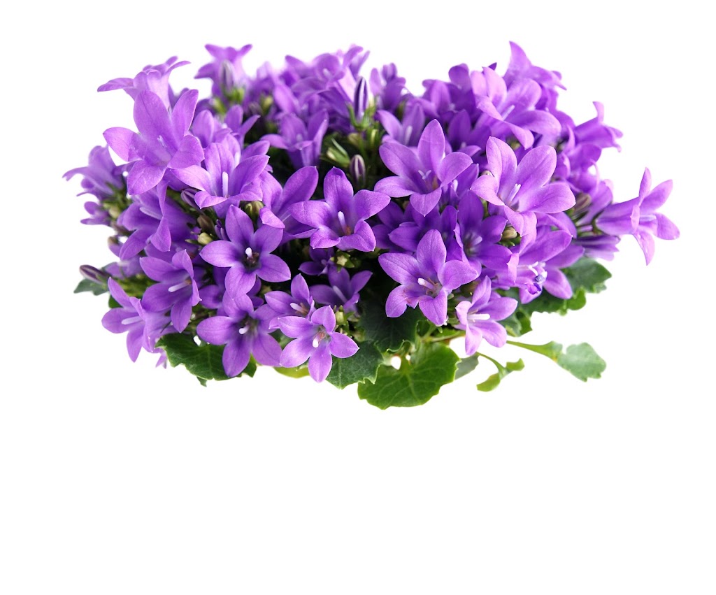 Sunrise Greenhouses Ltd | 3324 Second Ave, Vineland Station, ON L0R 2E0, Canada | Phone: (905) 562-3411
