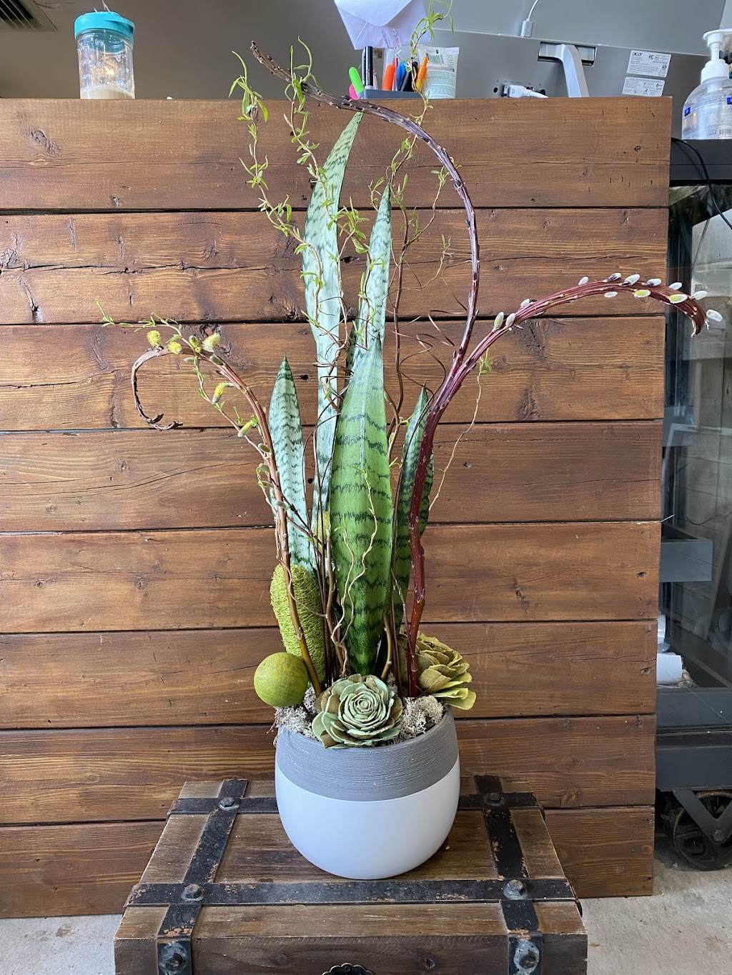Urban Jungle Cambridge | 149 Hespeler Rd, Cambridge, ON N1R 3G9, Canada | Phone: (519) 624-8284
