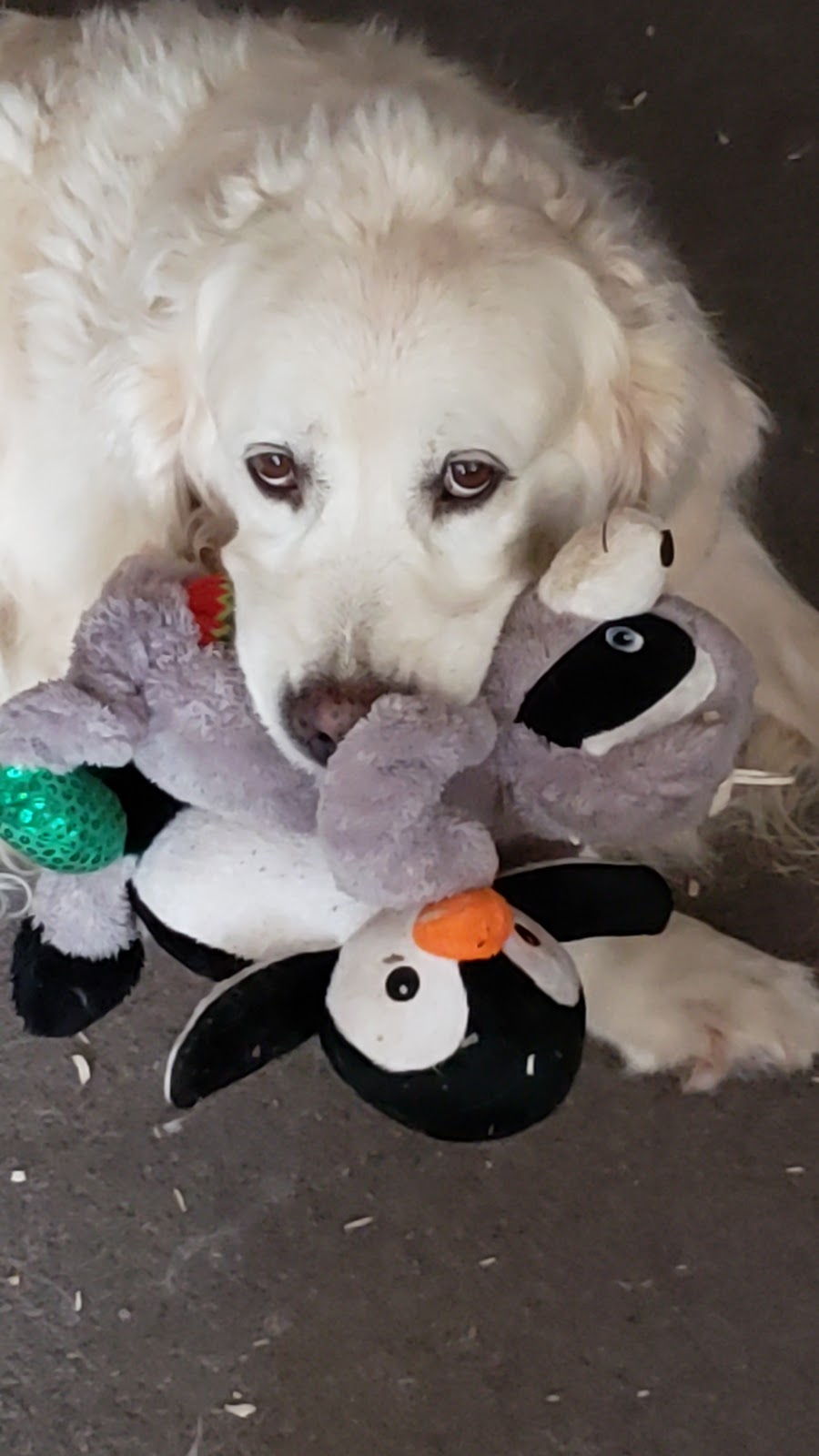 Goldenfield Kennel | 186623 Grey Rd 9, Dundalk, ON N0C 1B0, Canada | Phone: (519) 923-2442