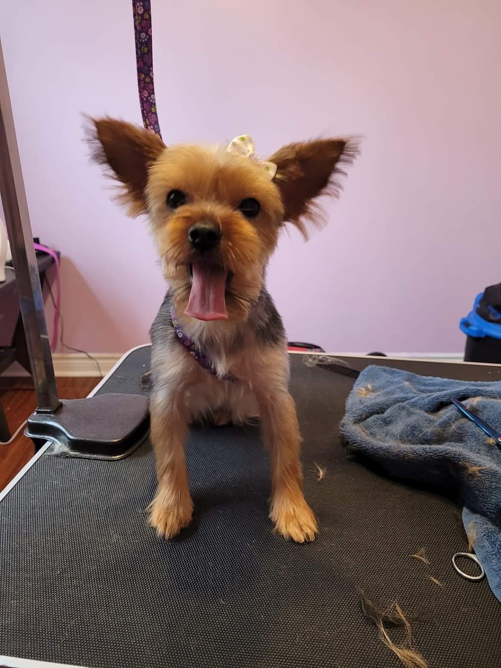 Tys Furtique | 8 Maple Dr, Shearwater, NS B3G 1A0, Canada | Phone: (902) 719-2374