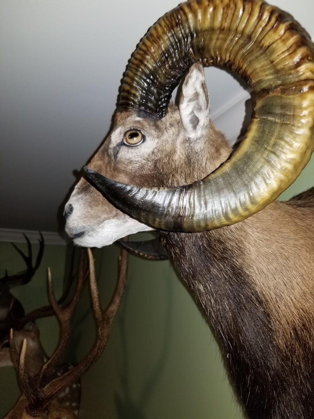 Dulchis Mortem Taxidermy and Restoration | 8180 Barnett St, Mission, BC V2V 7C7, Canada | Phone: (604) 832-8847