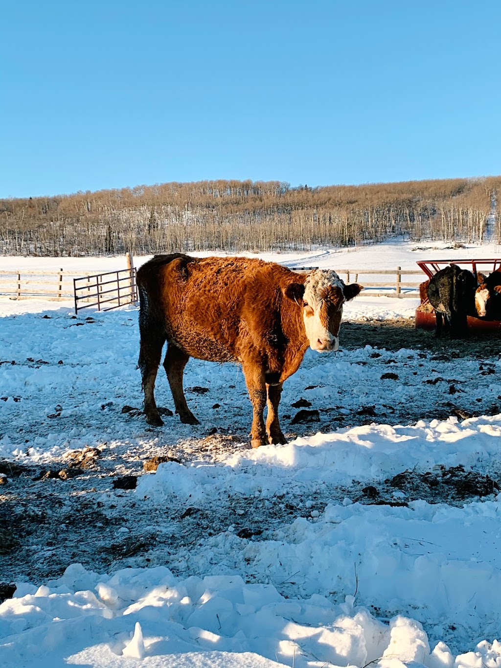 Iron Bull Ranch | 274193 209 St W, Millarville, AB T0L 1K0, Canada | Phone: (647) 618-4369