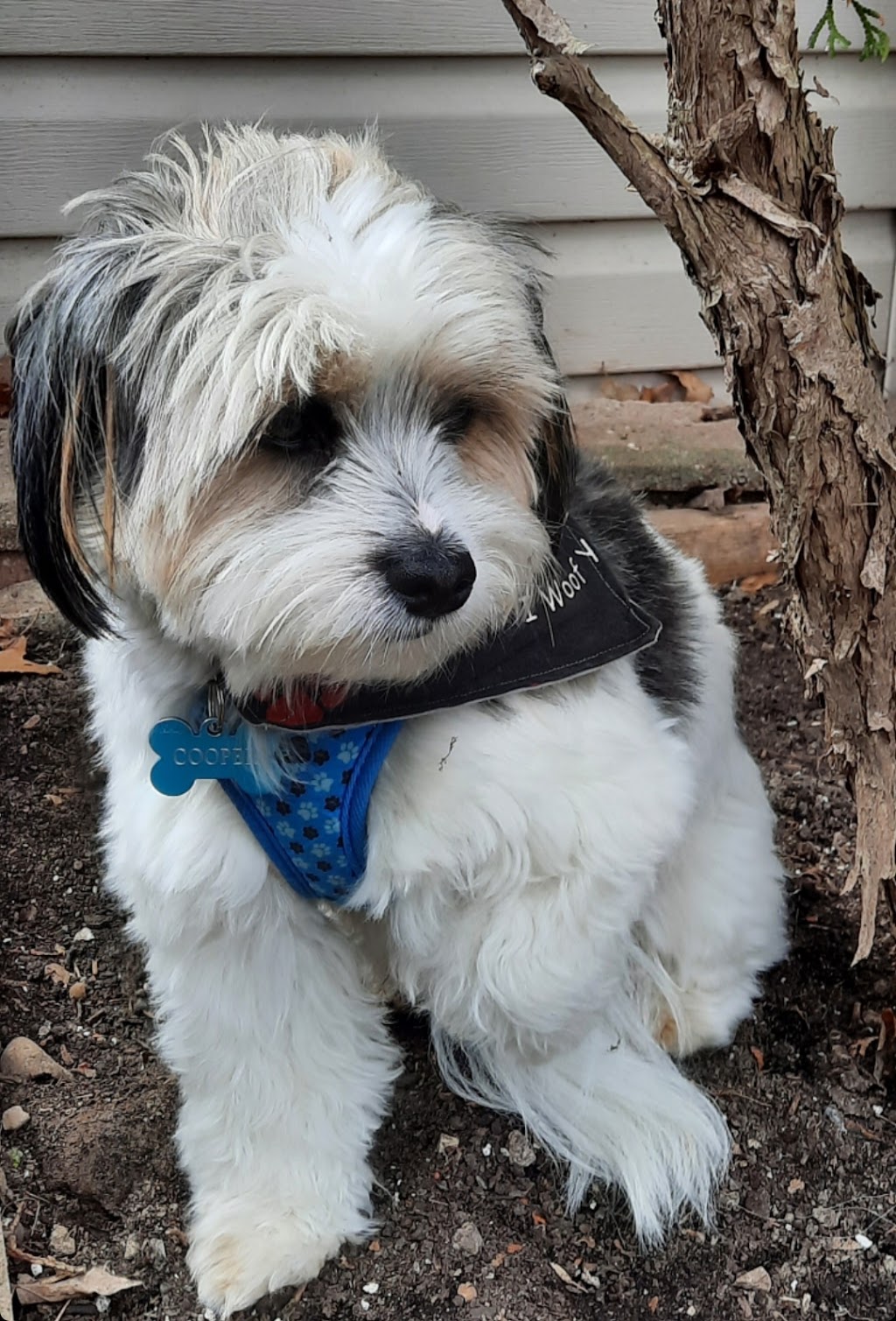 K9 Cottage | Parkwood Dr, Cambridge, ON N1S 3K8, Canada | Phone: (519) 223-5207
