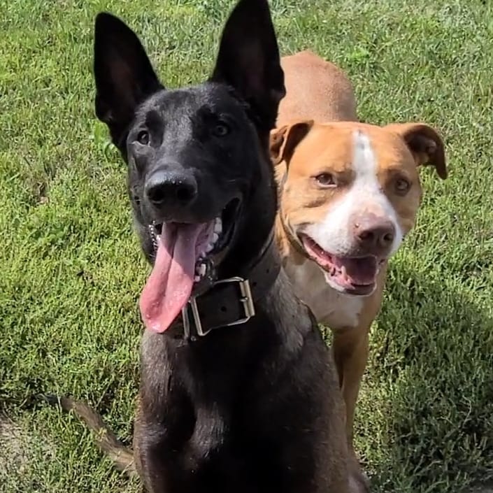 VanYs 4 Paw Paradise | 47 Rang de la Rivière-Noire S, Saint-Chrysostome, QC J0S 1R0, Canada | Phone: (438) 483-4559