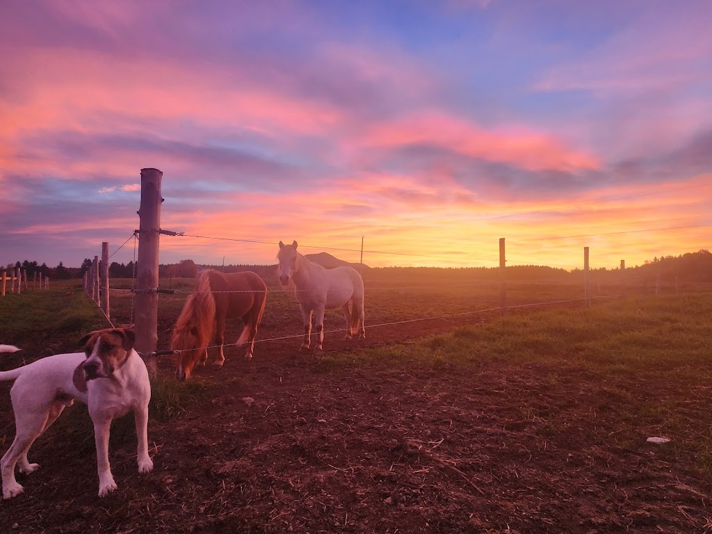 Les Écuries Milton Stables | 1297 10e Rang O, Saint-Adrien, QC J0A 1C0, Canada | Phone: (819) 432-5521