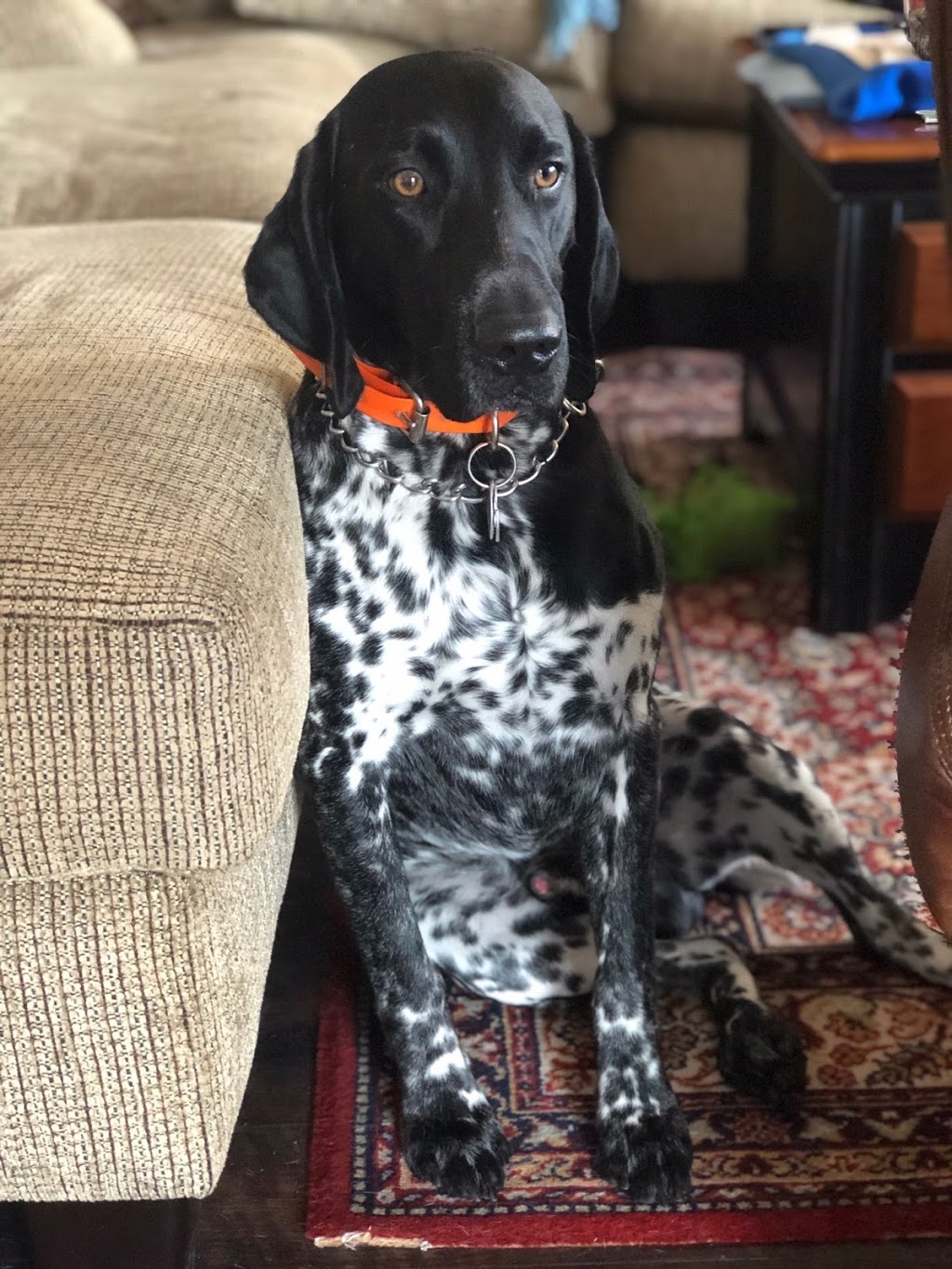 Thumb Veterinary Services | 60 E Miller Rd, Sandusky, MI 48471, USA | Phone: (810) 648-8230