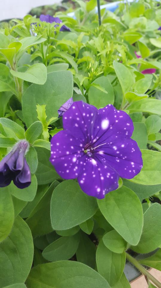 Brenneis Greenhouses 1612110 St NW, Edmonton, AB T5Y 6K6, Edmonton