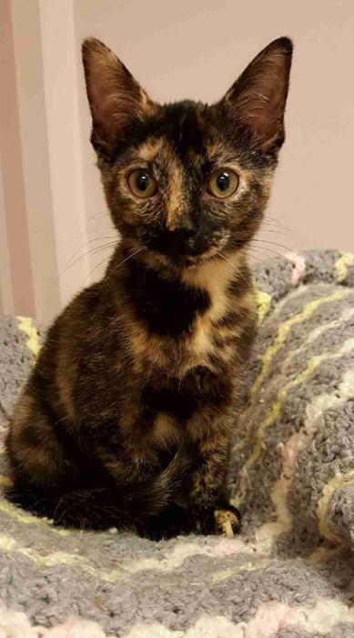 Grey Bruce Animal Shelter | Concession Rd 8 S, Meaford, ON N4K 5N8, Canada | Phone: (519) 372-1911