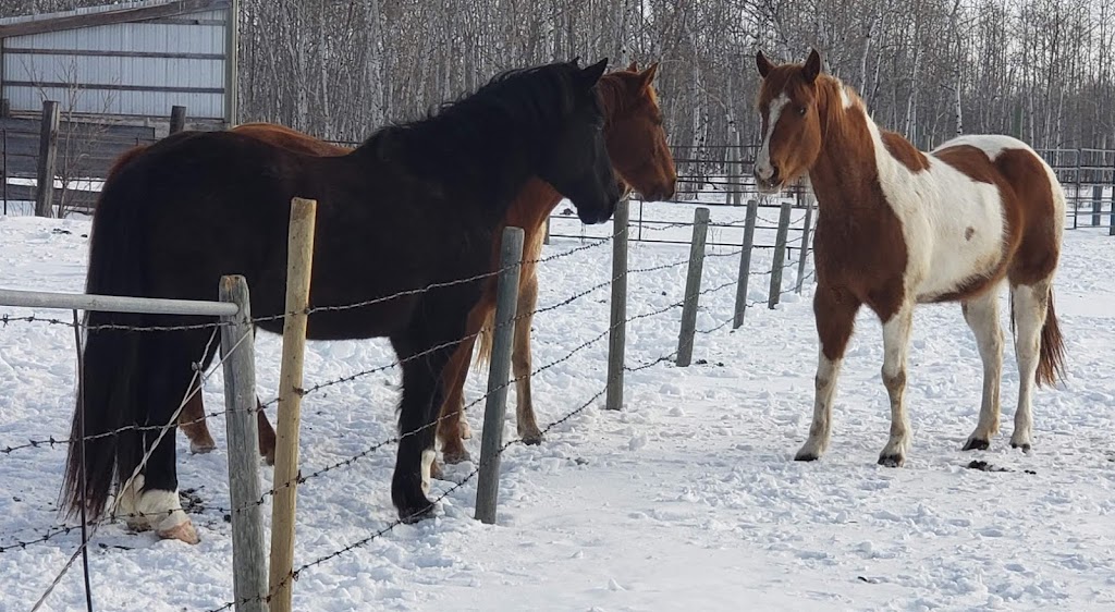The Barefoot Ranch | 9108 E Rd 98N, Teulon, MB R0C 3B0, Canada | Phone: (204) 801-6833
