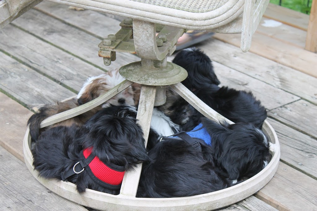 Gracious Shih tzus | 2653 Lakeshore Rd E, Hawkestone, ON L0L 1T0, Canada | Phone: (705) 326-4301