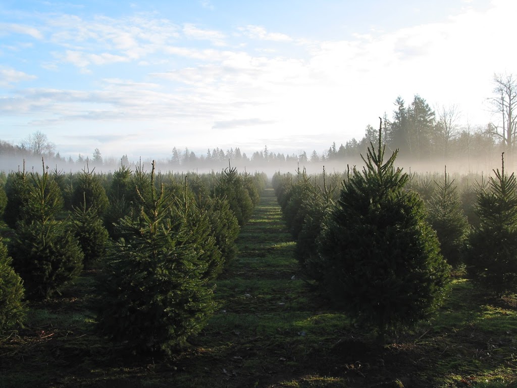 Churchland Christmas Tree Farm | 4726 248 St, Aldergrove, BC V4W 1B6, Canada | Phone: (604) 996-1046