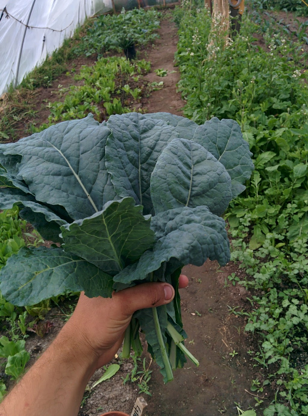 Cedar Grove Organic Farm | 625 Shamrock Rd, Omemee, ON K0L 2W0, Canada | Phone: (705) 799-1728